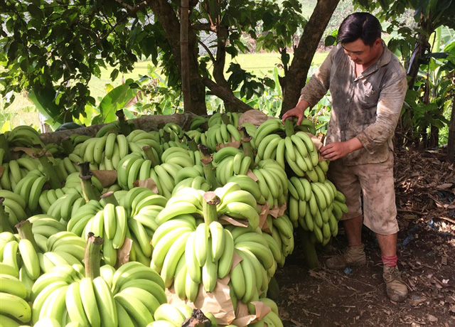 Giá chuối 1.000 đồng/kg, dân chán nản không muốn thu hoạch