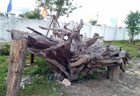 Gốc c&acirc;y b&agrave;ng cổ kỳ b&iacute;: 600 năm tuổi gi&aacute; 35 tỉ đồng - Ảnh 5.