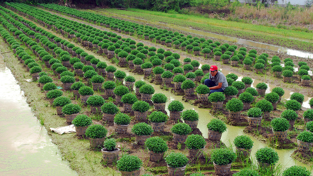 Người miền Tây rầu rĩ nhìn hoa Tết hư hỏng vì mưa dầm - Ảnh 2.