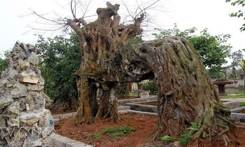 &ldquo;Vi h&agrave;nh&rdquo; l&agrave;ng c&acirc;y cảnh thế khủng, cực chất - Ảnh 2.