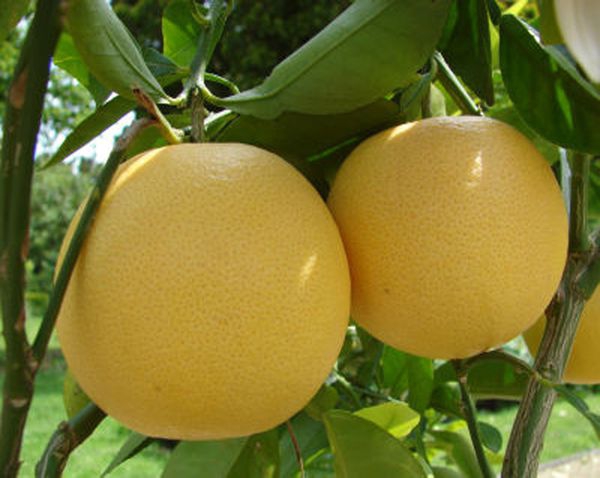 Luộc cả quả bưởi rồi làm thế này, giảm ngay 7kg trong 1 tuần - Ảnh 1.