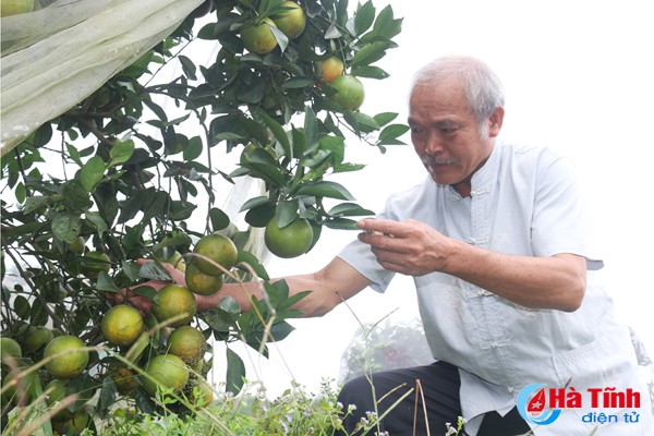 “Vua” cam mách nước chọn đúng cam Khe Mây