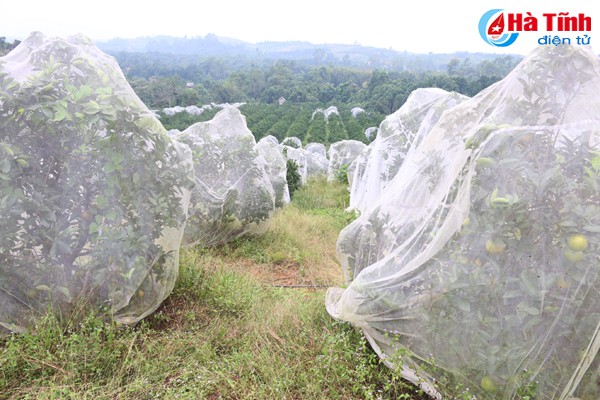 &ldquo;Vua&rdquo; cam m&aacute;ch nước chọn đ&uacute;ng cam Khe M&acirc;y - Ảnh 3.