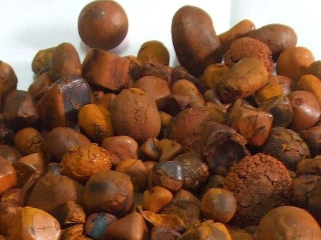 Sỏi mật tr&acirc;u b&ograve; đắt như v&agrave;ng r&ograve;ng: 300 triệu/kg - Ảnh 1.