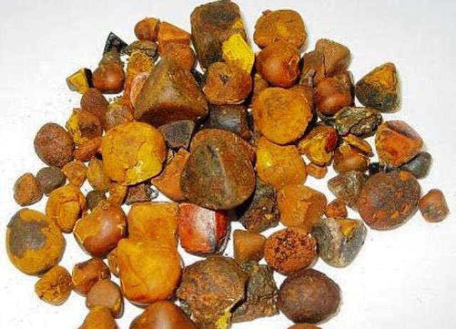 Sỏi mật trâu bò đắt như vàng ròng: 300 triệu/kg