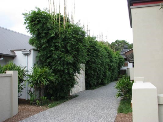 10 loại c&acirc;y l&agrave;m h&agrave;ng r&agrave;o tuyệt đẹp kh&ocirc;ng thể bỏ qua - Ảnh 1.