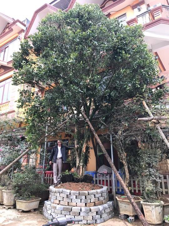 Đại gia c&otilde;ng bao tải tiền, đổi &ocirc; t&ocirc; tiền tỷ mua 4 c&acirc;y mộc hương trăm tuổi - Ảnh 2.