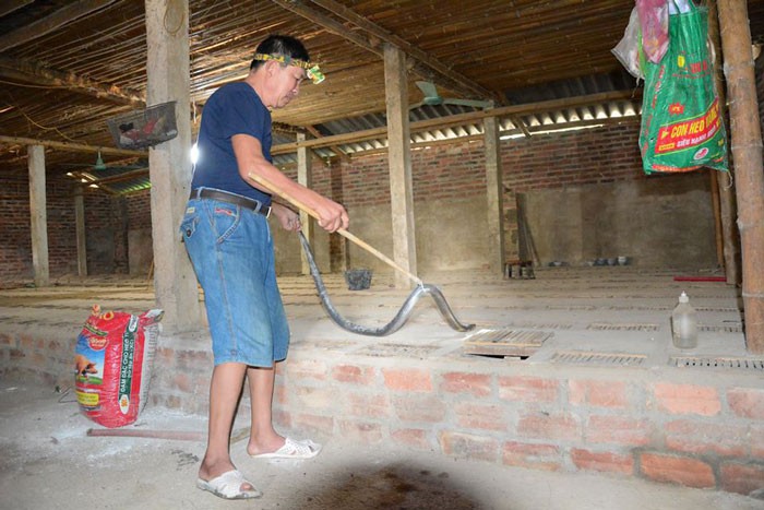 Lạ mà hay: 7 năm chăm đàn ”mãng xà” cực độc mà chưa bao giờ lỗ