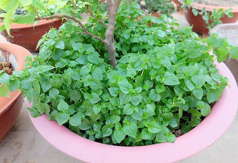 Rau dại thần dược đắt hơn thịt - Ảnh 2.