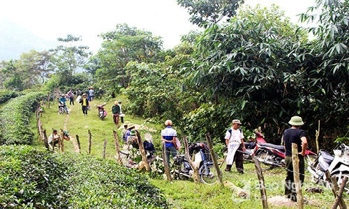 Săn ong giống ở miền T&acirc;y xứ Nghệ hồi hộp, li kỳ như đấu trường 100  - Ảnh 2.