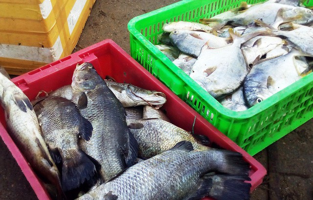 Hàng chục tấn tôm hùm, cá mú, cá bớp… “rẻ như cho” - Ảnh 1.