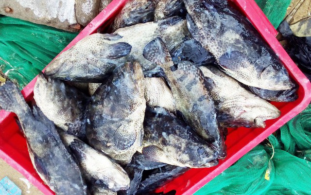 Hàng chục tấn tôm hùm, cá mú, cá bớp… “rẻ như cho” - Ảnh 2.