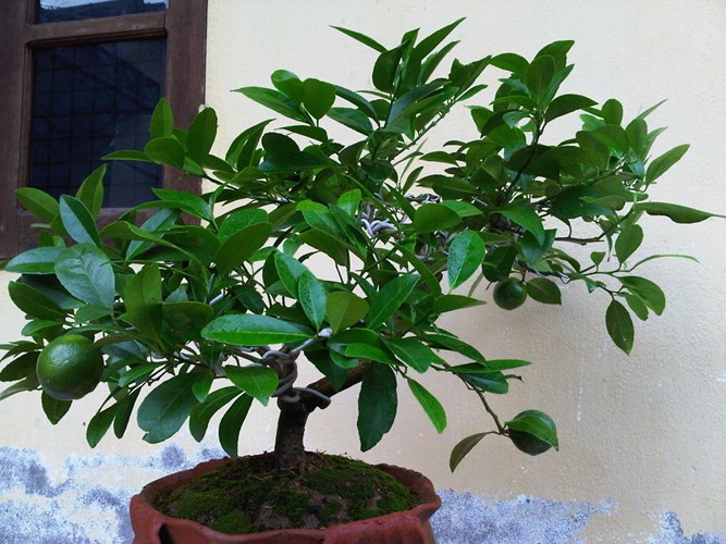 10 loại c&acirc;y vừa cho ăn tr&aacute;i vừa l&agrave;m đẹp s&acirc;n vườn - Ảnh 1.