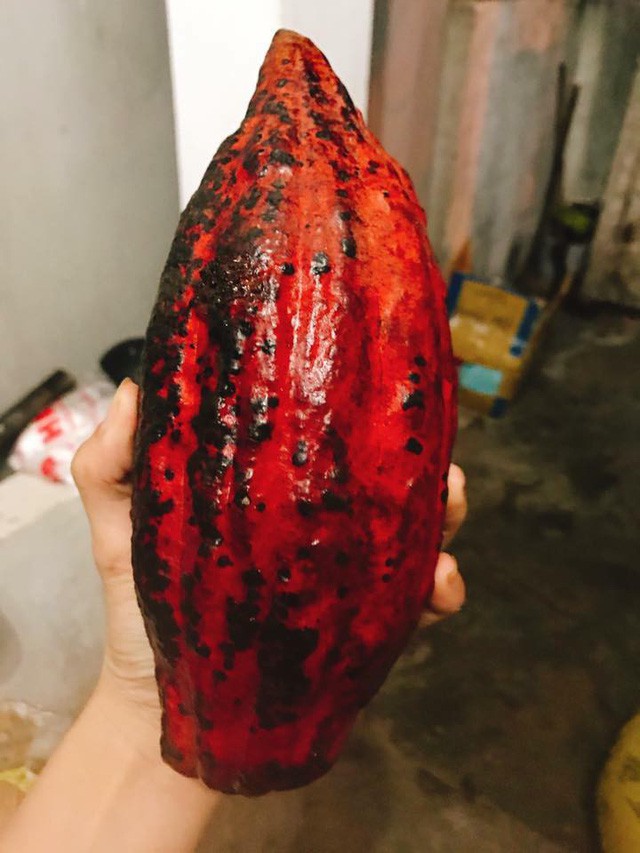 Dân Hà thành lên cơn sốt với quả ca cao tươi - Ảnh 1.