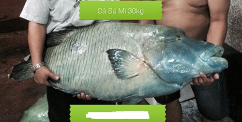 Cá sống cả trăm mét dưới đáy biển, giá 2,3 triệu/kg - Ảnh 1.