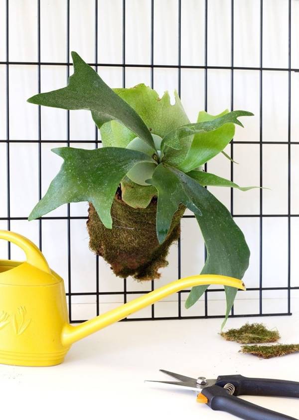 9 loại cây trồng lý tưởng dành cho những ngôi nhà nhỏ - Ảnh 2.