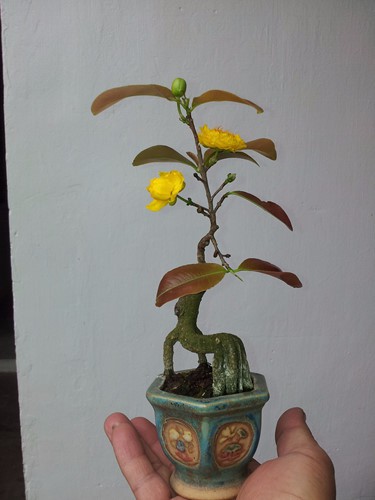 Mê mẩn những chậu bonsai để bàn đẹp hút mắt - Ảnh 1.