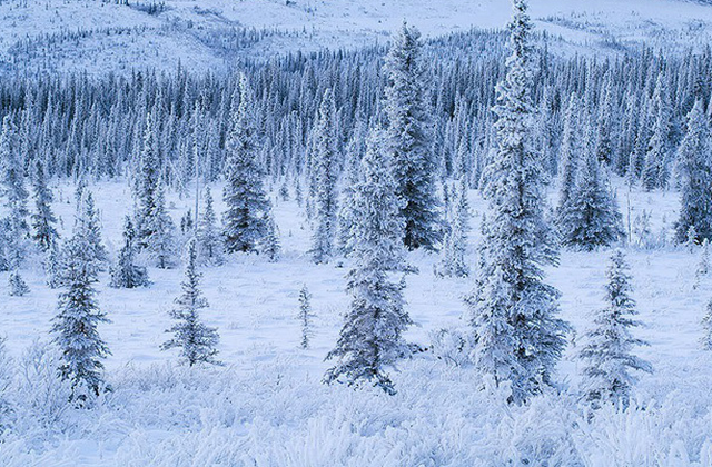 Mỹ trả tiền để thu h&uacute;t d&acirc;n đến sống ở bang lạnh gi&aacute; Alaska - Ảnh 2.
