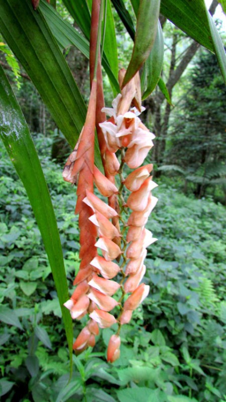 Chiêm ngưỡng hoa phong lan rừng Sa Pa - Ảnh 2.