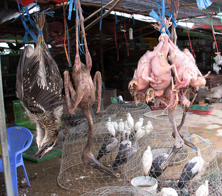 Xót cảnh những cánh chim trời "thất thủ"