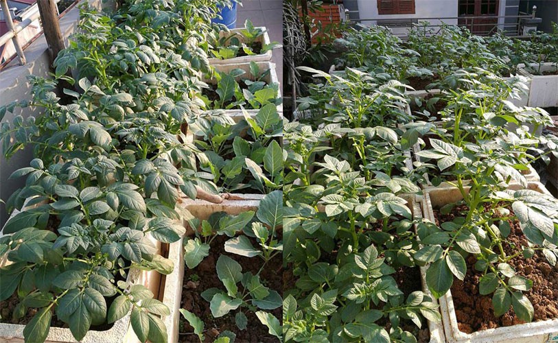Khoai t&acirc;y, bắp cải d&agrave;y đặc tr&ecirc;n m&aacute;i nh&agrave; ở H&agrave; Nội - Ảnh 1.