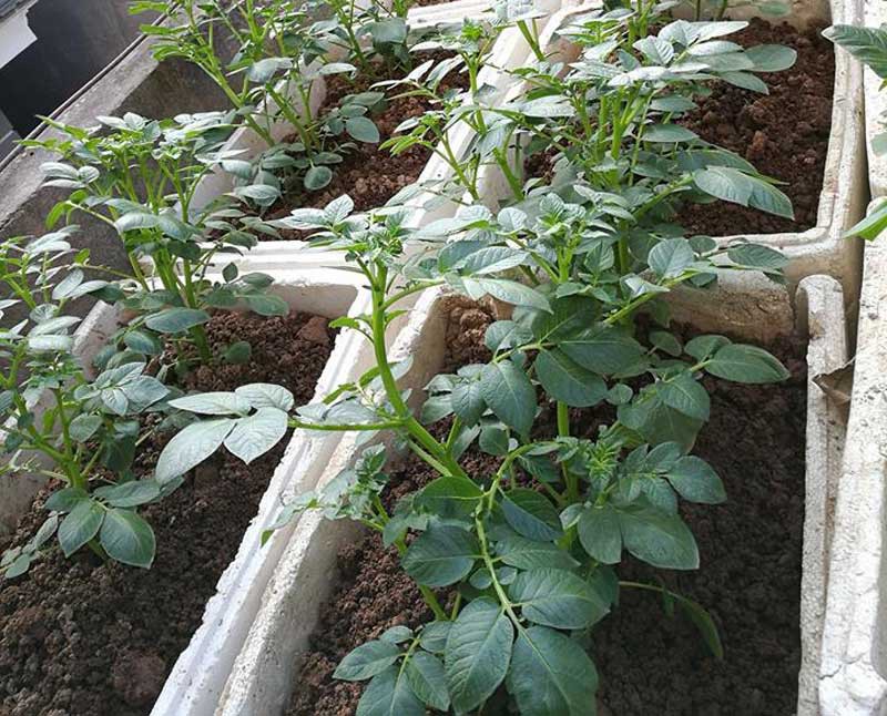 Khoai t&acirc;y, bắp cải d&agrave;y đặc tr&ecirc;n m&aacute;i nh&agrave; ở H&agrave; Nội - Ảnh 2.