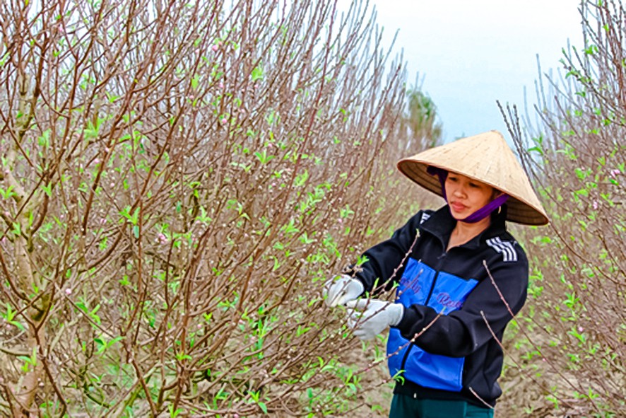 Dân trồng đào “nín thở” chờ Tết