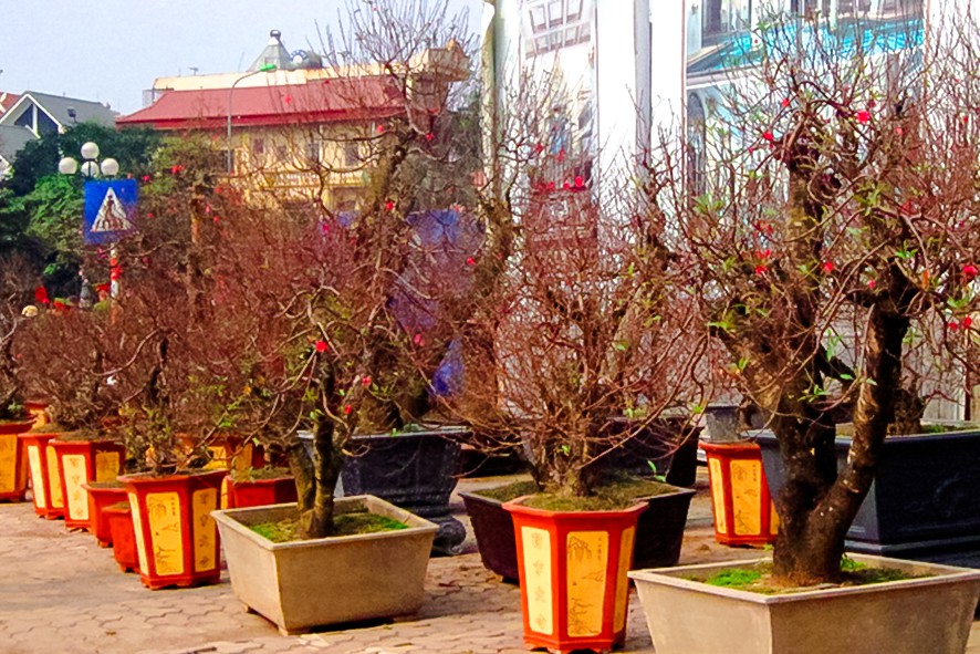 D&acirc;n trồng đ&agrave;o &ldquo;n&iacute;n thở&rdquo; chờ Tết - Ảnh 2.