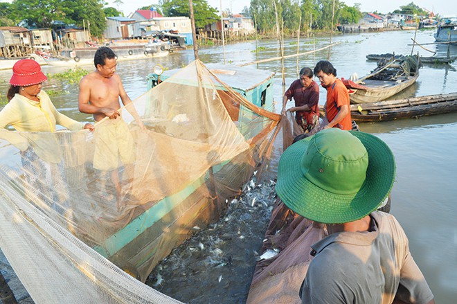 Miền Tây rộn ràng mùa cá về sông