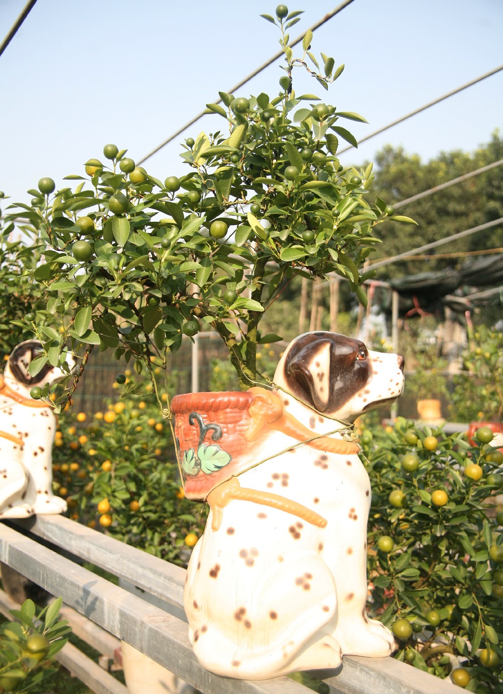 C&acirc;y cảnh tết: Quất bon sai tr&ecirc;n lưng ch&oacute; đốm h&uacute;t kh&aacute;ch  - Ảnh 1.
