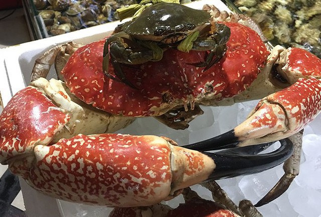 Cua nặng 8 kg giá 60 triệu đồng, có gì đặc biệt?
