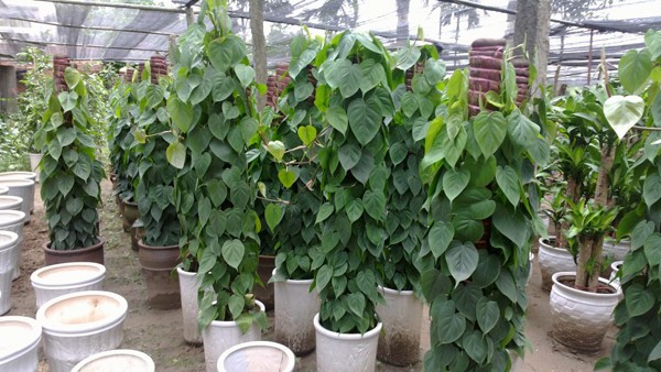 Vạn niên thanh: Cây đẹp nhưng cực độc - Ảnh 1.