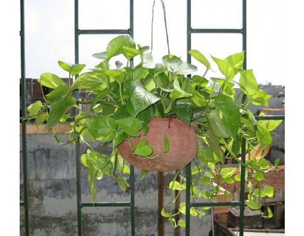 Vạn niên thanh: Cây đẹp nhưng cực độc - Ảnh 2.