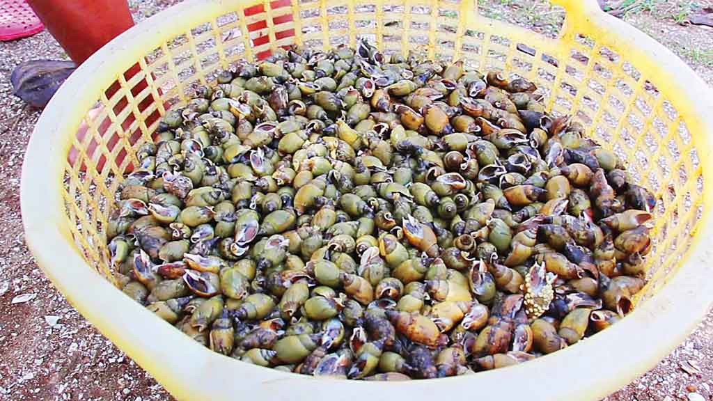 Săn ốc c&agrave; na tr&ecirc;n biển G&ograve; C&ocirc;ng - Ảnh 2.
