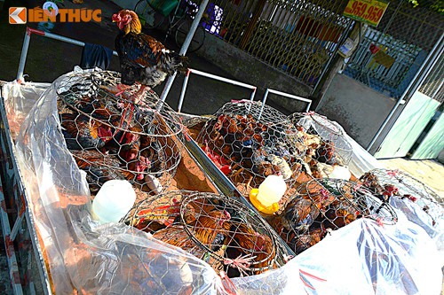 Gà Đông Tảo giá rẻ bán đầy đường, phục vụ khách ăn Tết dương - Ảnh 1.