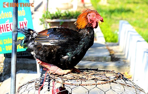 Gà Đông Tảo giá rẻ bán đầy đường, phục vụ khách ăn Tết dương - Ảnh 2.