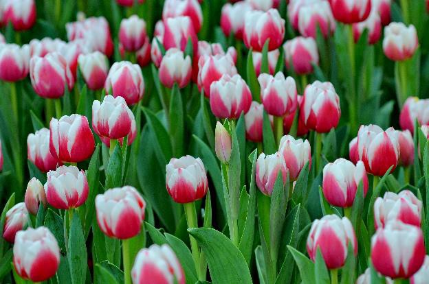 Lạc lối giữa ngàn hoa Tulip tại Vinpearl Land Nha Trang