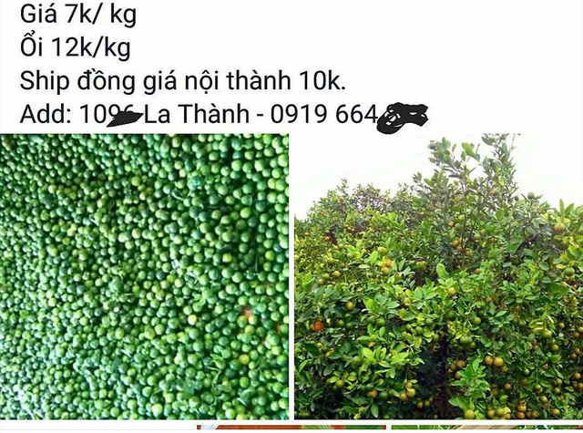 Giá giảm sâu, quất, ổi lại “kêu cứu”