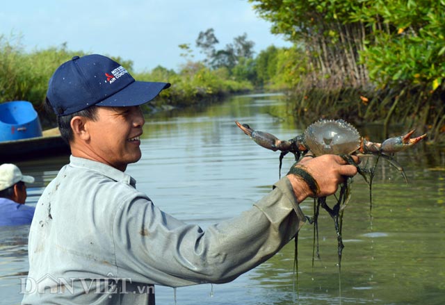 Và có khi mò được cả những con cua to