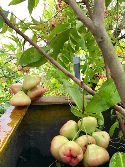 Ngỡ ngàng khi lên sân thượng nhà 1 nữ giám đốc
