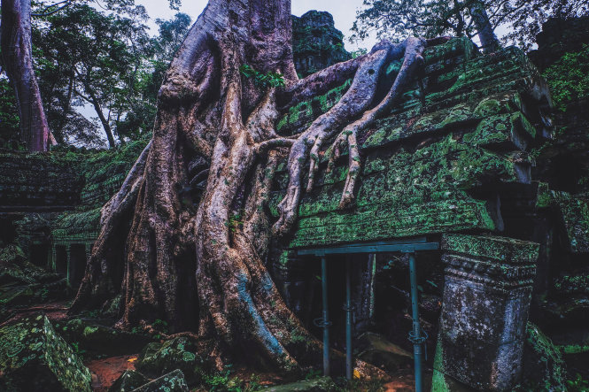 Ta Prohm - ng&ocirc;i đền của những rễ c&acirc;y kỳ dị  - Ảnh 11.