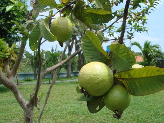 Vườn c&acirc;y ăn tr&aacute;i 4 tỉ đồng như c&ocirc;ng vi&ecirc;n của b&agrave; mẹ 2 con tại TP HCM - Ảnh 11.