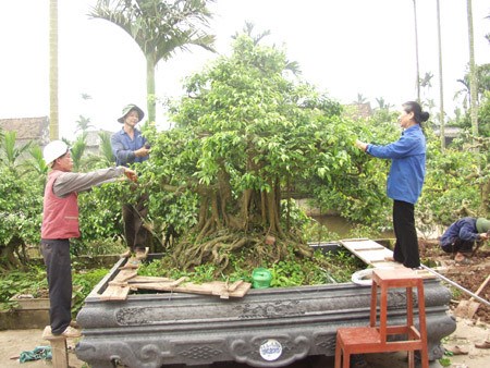 &ldquo;Vi h&agrave;nh&rdquo; l&agrave;ng c&acirc;y cảnh thế khủng, cực chất - Ảnh 11.