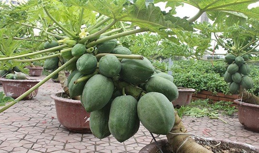 10 loại c&acirc;y vừa cho ăn tr&aacute;i vừa l&agrave;m đẹp s&acirc;n vườn - Ảnh 11.