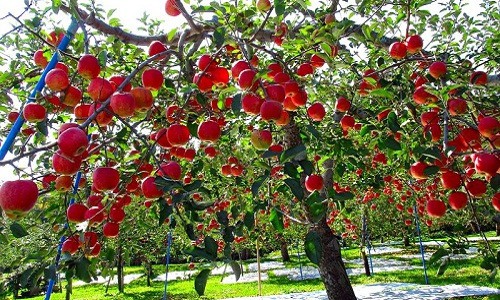 Đột nhập vườn t&aacute;o Aomori Nhật Bản đ&atilde; c&oacute; b&aacute;n ở Việt Nam - Ảnh 11.