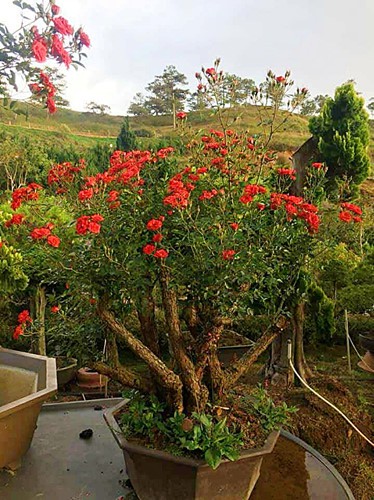  Mua hồng bonsai sang chảnh về chưng Tết - Ảnh 11.