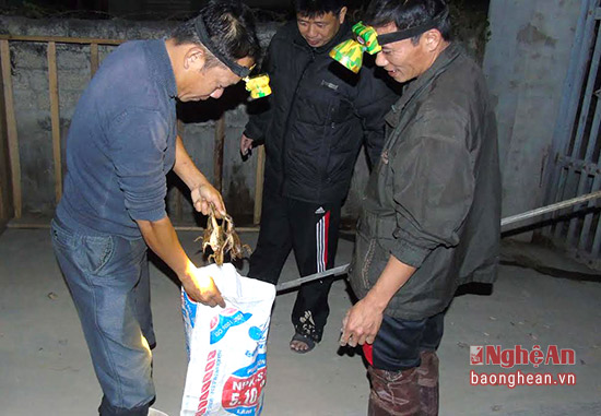 Kiểm tra thành quả sau một đêm săn bắt. Ảnh: Tiến Dũng