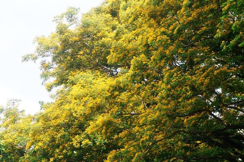 Về Tam Kỳ mê đắm bên hoa sưa vàng - Ảnh 4.