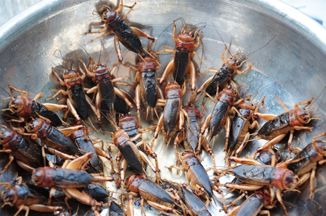 Săn dế cơm, kiếm 300 ng&agrave;n đồng/ng&agrave;y như chơi - Ảnh 12.
