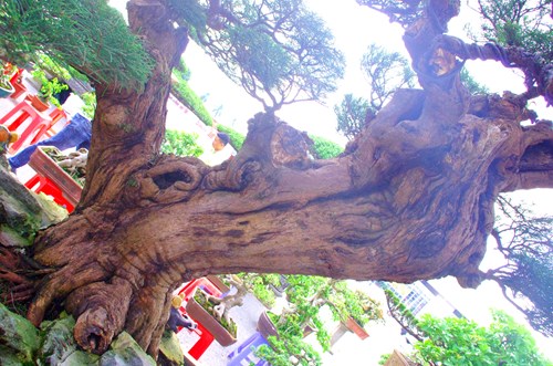Thấy cây phi lao siêu độc, đại gia chi 400 triệu đem về - Ảnh 4.